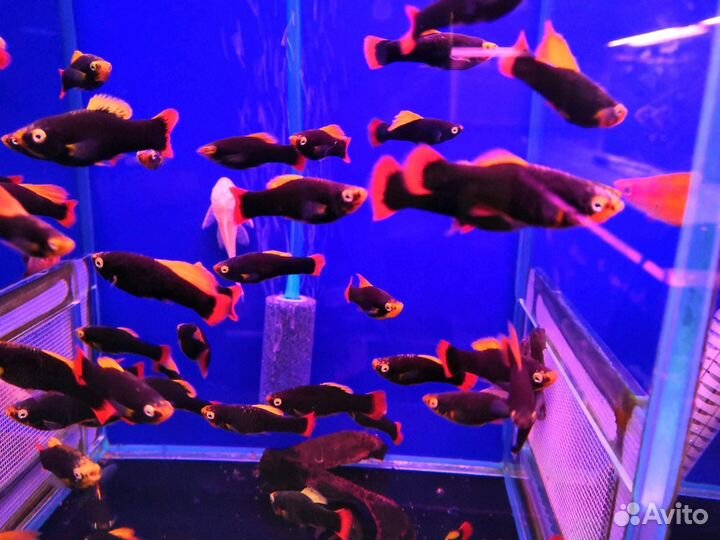 Пецилии Аквариумные живородящие рыбки