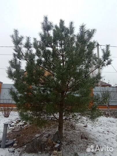 Сосна обыкновенная