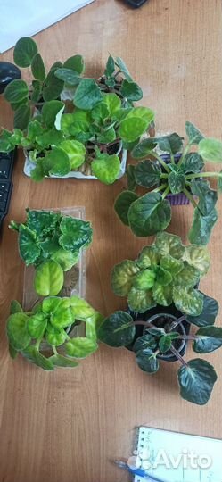 Сортовые фиалки