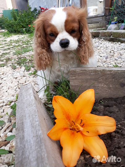 Саженцы садовых цветов