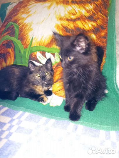 Котята в добрые руки бесплатно