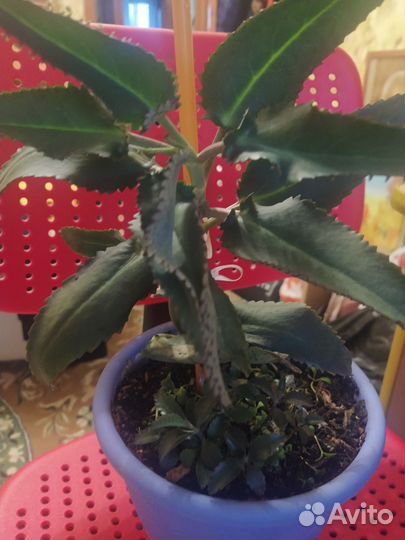 Цветы домашние