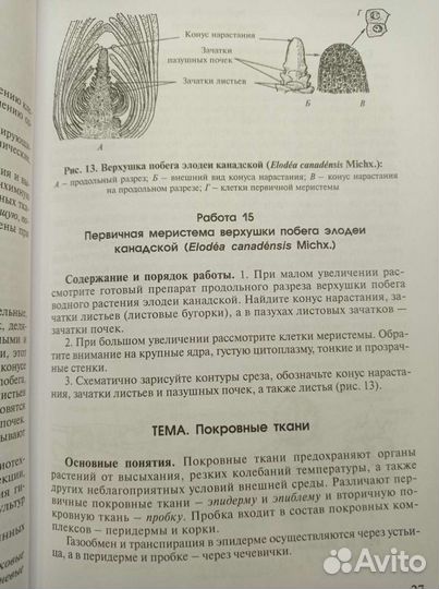 Практикум по анатомии и морфологии высших растений