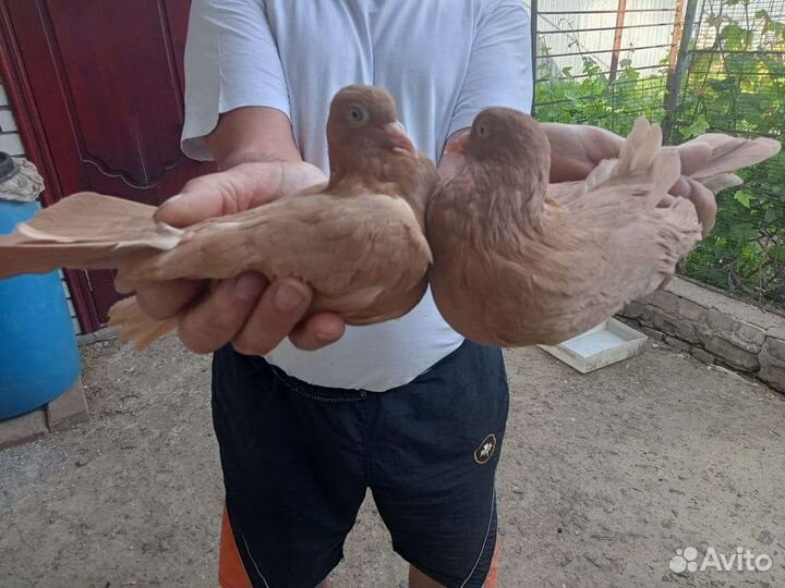 Продажа николаевских голубей
