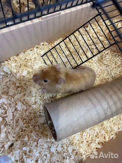 Джунгарский хомяк