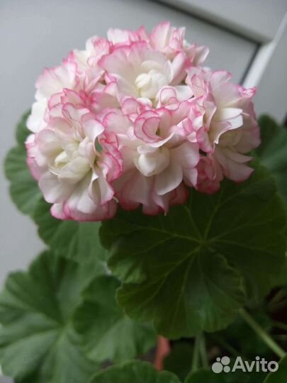 MillfieldRose, Apple Blossom Rosebud