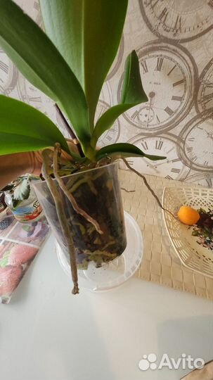 Орхидея Фаленопсис Карибская мечта, Африканская