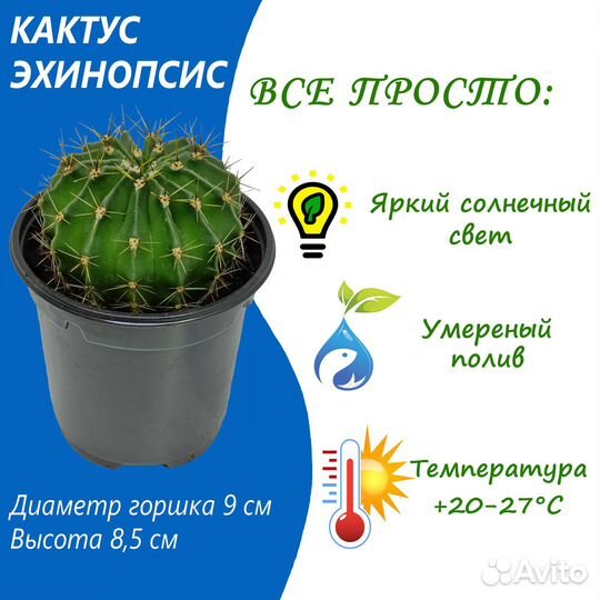 Кактус эхинопсис (подобный ежу)