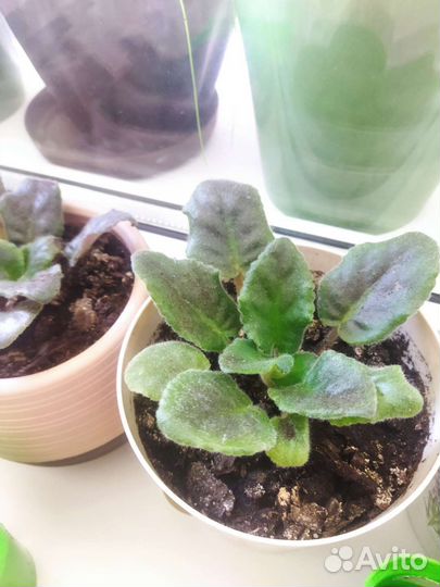 Фиалка в горшках