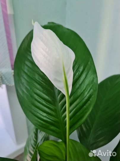 Уход за растениями в офисе