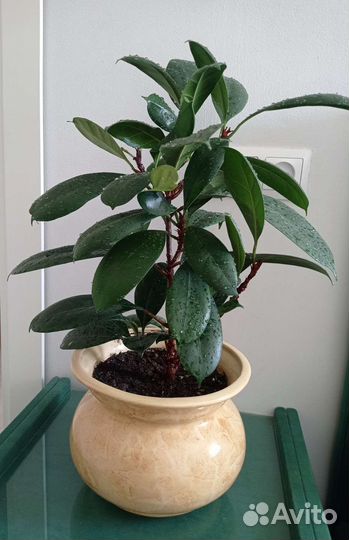 Фикус Циатистипула