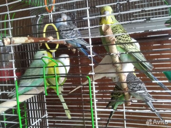 Волнистые попугаи от 1 месяца