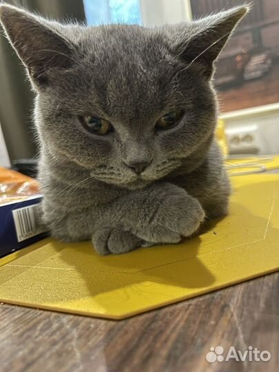 Шотландский кот на вязку