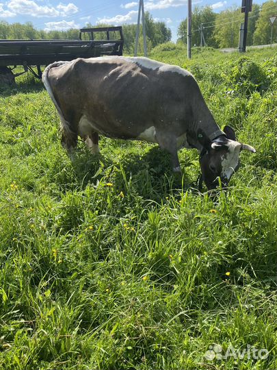 Продам коров