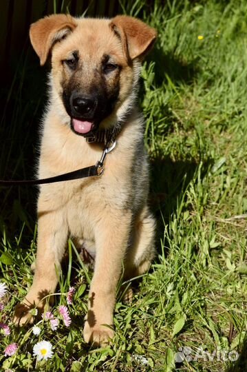 Щенок мальчик Лаки 3,5 мес