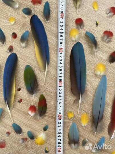 Перья крупного попугая. Лот # 4