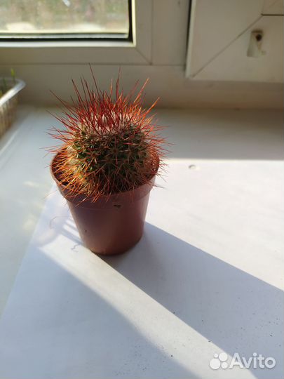 Комнатные домашние растения