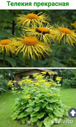 Физостегия,каприфоль,хохлатка,пиретрум,фиалка