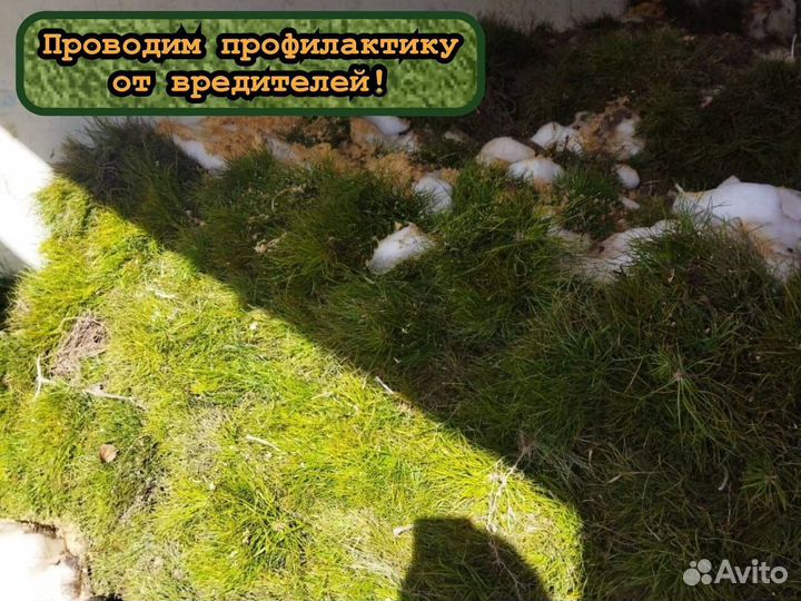 Сеянцы окс ели и сосны