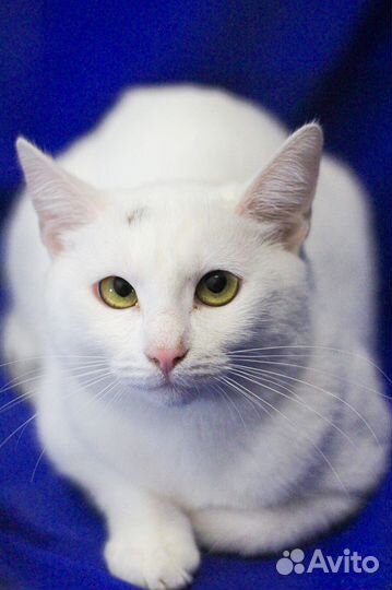 Кошки в добрые руки