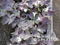 Цветы Кислица (Оксалис)