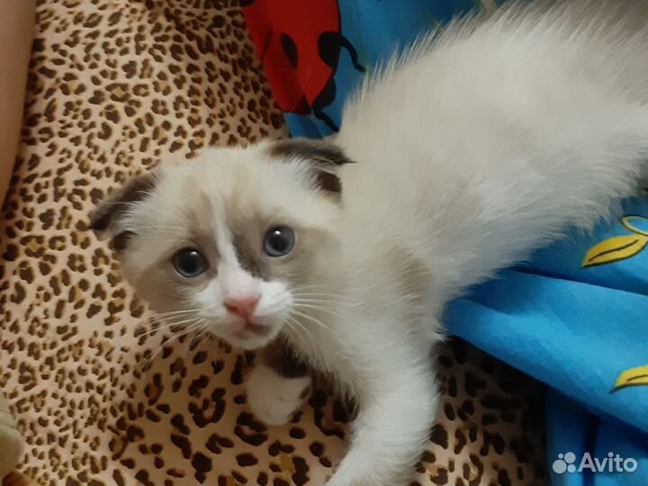 Котёнок рэгдолл