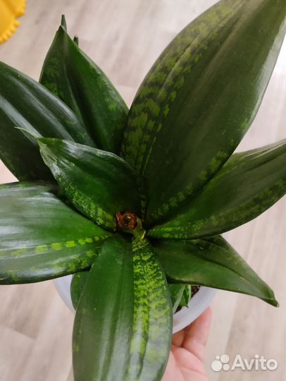 Сансевиерии сортовые