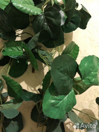 Интерьерные цветы