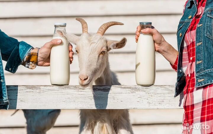 Молоко козье