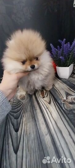 Щенки шпица микро