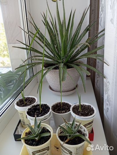 Комнатные растения