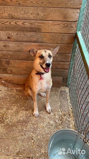 Собака Шейла молодая девочка в дар