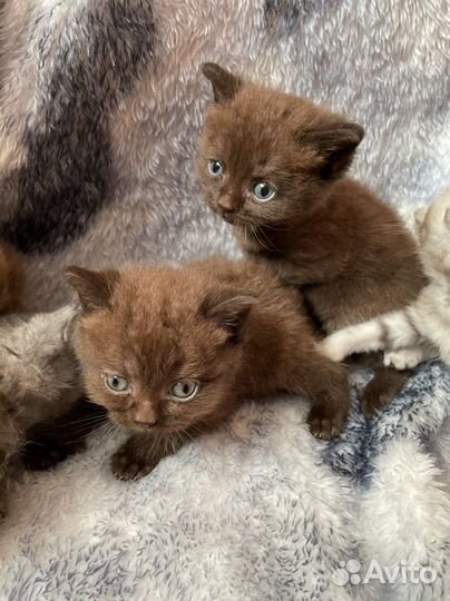 Шотландские котята