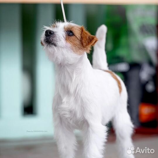 Джек Рассел терьер, девочка