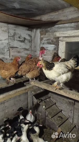 Куры несушки