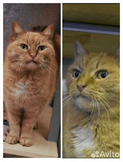 Миниатюрная кошечка в добрые руки