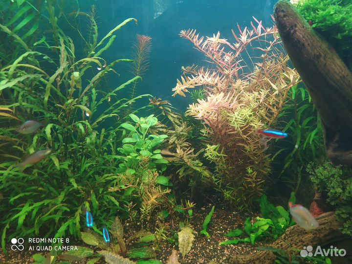 Аквариумные растения