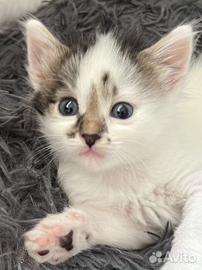 Котенок Клякса