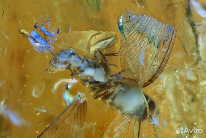 Натуральный балтийский янтарь с включением термита