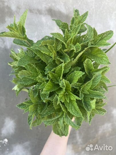 Мята разные сорта