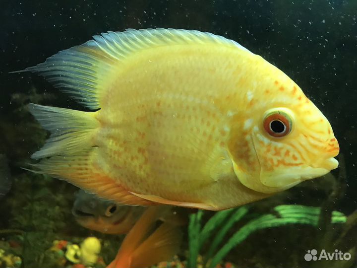 Экзотические аквариумные рыбки