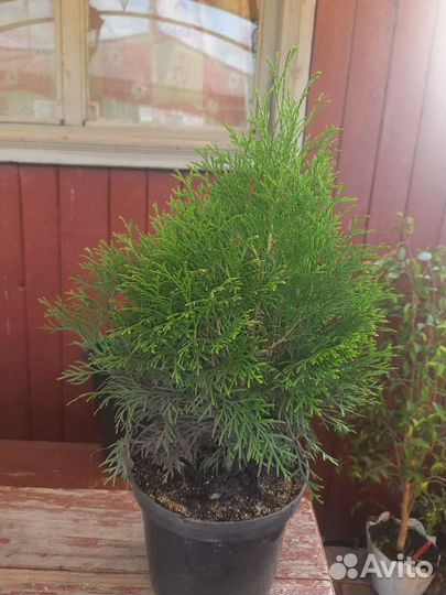 Туя шаровидная Хозери