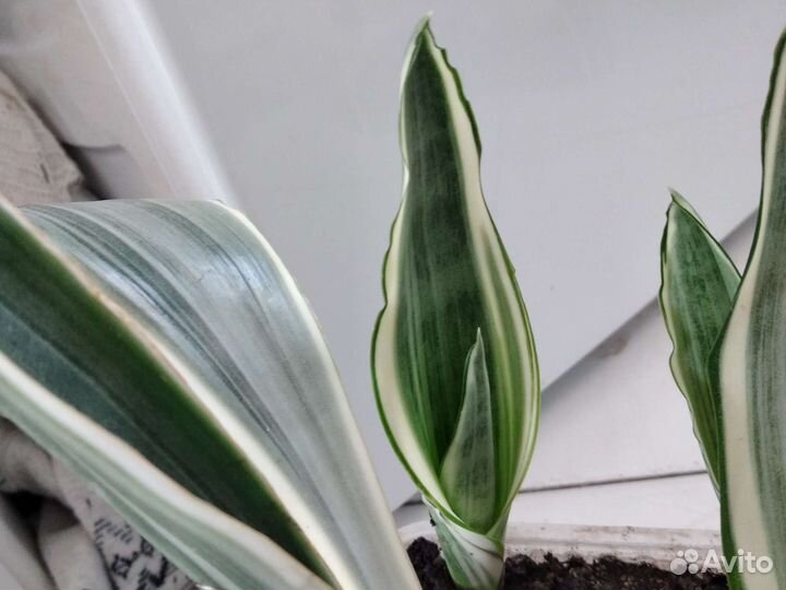 Сансевиерия аубрутиана металлик
