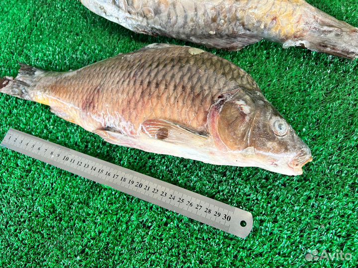 Карп свежемороженый