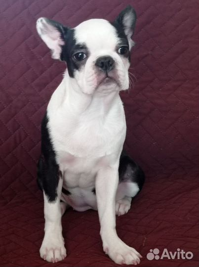 Шикарная девочка бостон терьер