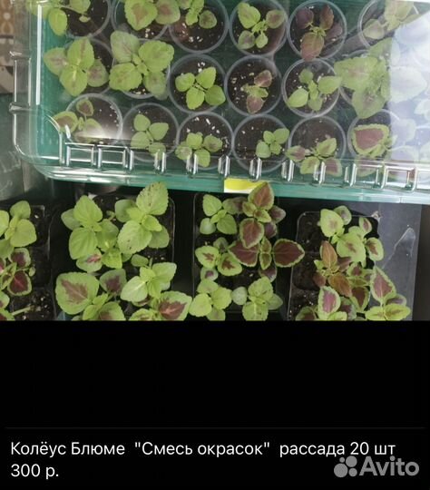 Колеус блюме