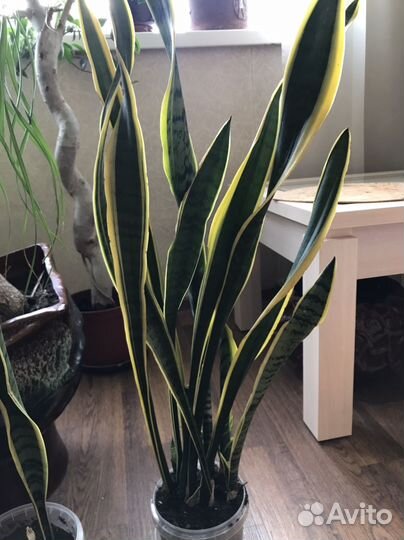Комнатные растения сансевиерия