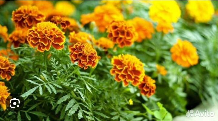 Рассада бархатцы