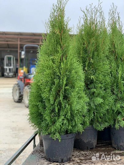 Туя смарагд