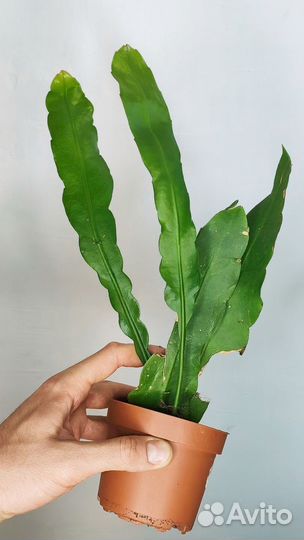Epiphyllum oxypetalum